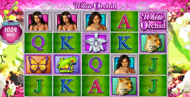 біла орхідея